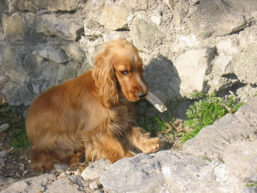 Athena