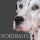 Dog Portraits | Katie Lancaster